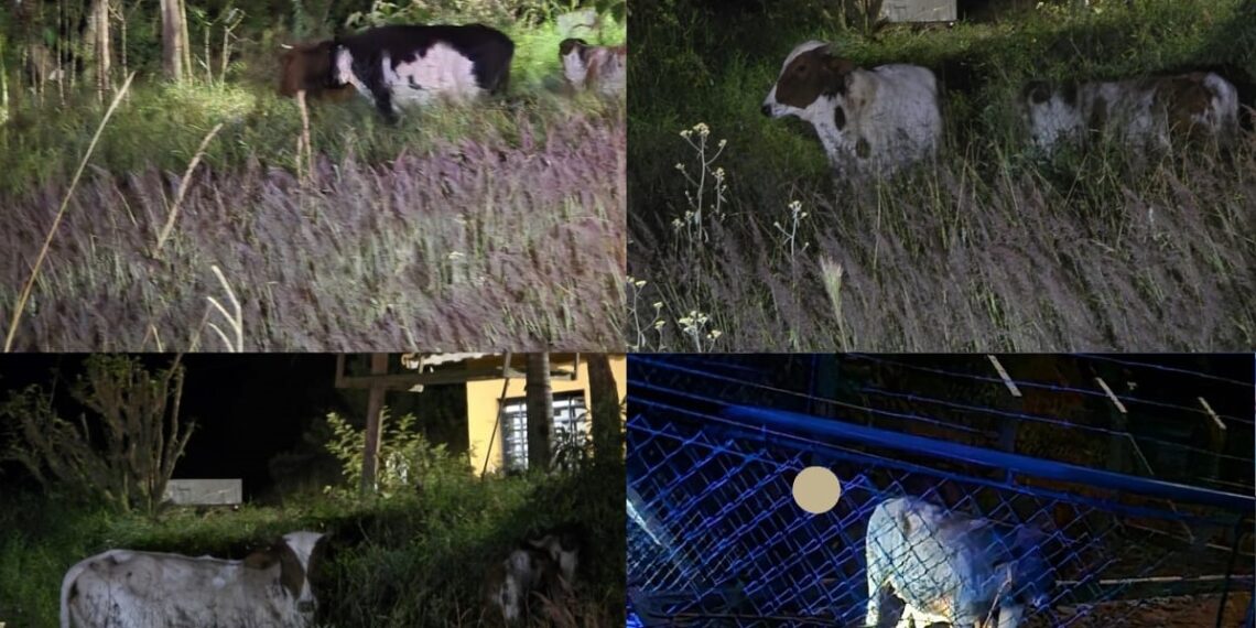Polícia Militar impede furto de gado e recupera seis animais na zona rural de Poços de Caldas