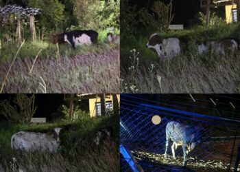 Polícia Militar impede furto de gado e recupera seis animais na zona rural de Poços de Caldas