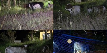 Polícia Militar impede furto de gado e recupera seis animais na zona rural de Poços de Caldas