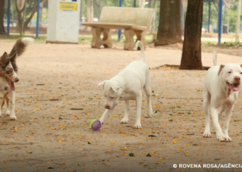 Lei torna crime exercício ilegal da medicina veterinária