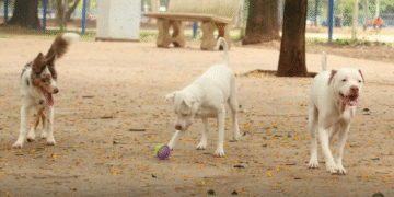 Lei torna crime exercício ilegal da medicina veterinária
