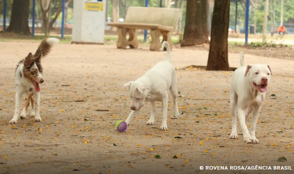 Lei torna crime exercício ilegal da medicina veterinária