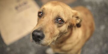 Clínicas podem se credenciar para atender animais em situação de vulnerabilidade em Poços