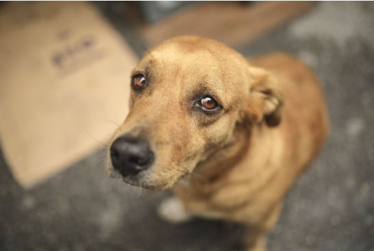 Clínicas podem se credenciar para atender animais em situação de vulnerabilidade em Poços