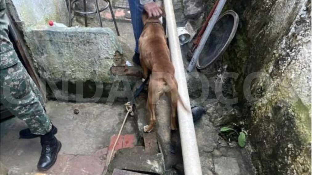 Mulheres são presas por maus-tratos a cães em Poços de Caldas
