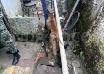 Mulheres são presas por maus-tratos a cães em Poços de Caldas