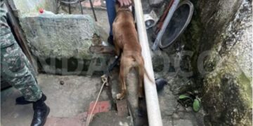 Mulheres são presas por maus-tratos a cães em Poços de Caldas