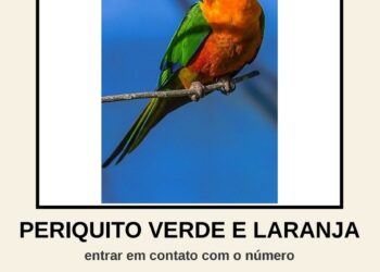 Recompensa de R$ 1 mil: Tutor faz buscas por periquito desaparecido na zona sul de Poços