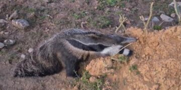 Vídeo mostra tamanduá-bandeira se alimentando em bairro de Poços de Caldas