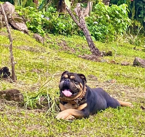 Cachorro morre após confronto com tamanduá em Poços de Caldas
