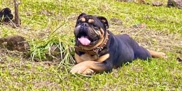 Cachorro morre após confronto com tamanduá em Poços de Caldas
