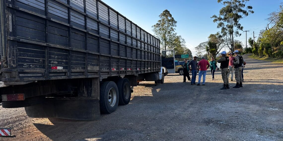 Fiscalização impede transporte irregular de 60 bovinos em Poços de Caldas