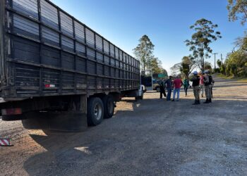 Fiscalização impede transporte irregular de 60 bovinos em Poços de Caldas