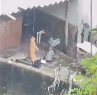 Vídeo de gato enforcado causa revolta e mobiliza investigação no Sul de Minas