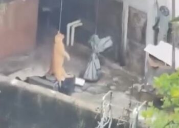 Vídeo de gato enforcado causa revolta e mobiliza investigação no Sul de Minas