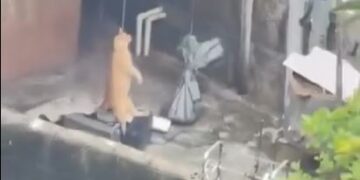 Vídeo de gato enforcado causa revolta e mobiliza investigação no Sul de Minas