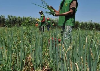 IFSULDEMINAS – Poços de Caldas abre inscrições para aquisição de alimentos da Agricultura Familiar