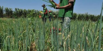 IFSULDEMINAS – Poços de Caldas abre inscrições para aquisição de alimentos da Agricultura Familiar