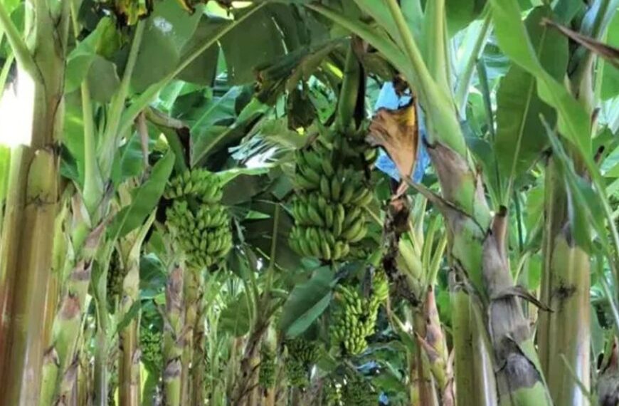 Produção de frutas avança na Zona da Mata