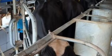 Potência leiteira enfrenta saída de produtores 