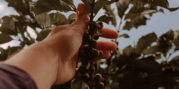 Inscrições para o 19º Concurso de Qualidade dos Cafés de Poços de Caldas estão abertas