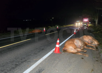 Quatro bovinos morrem e outros dois ficam feridos após serem atropelados por caminhão na Rodovia do Contorno, em Poços de Caldas
