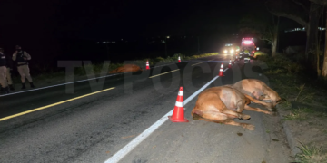 Quatro bovinos morrem e outros dois ficam feridos após serem atropelados por caminhão na Rodovia do Contorno, em Poços de Caldas