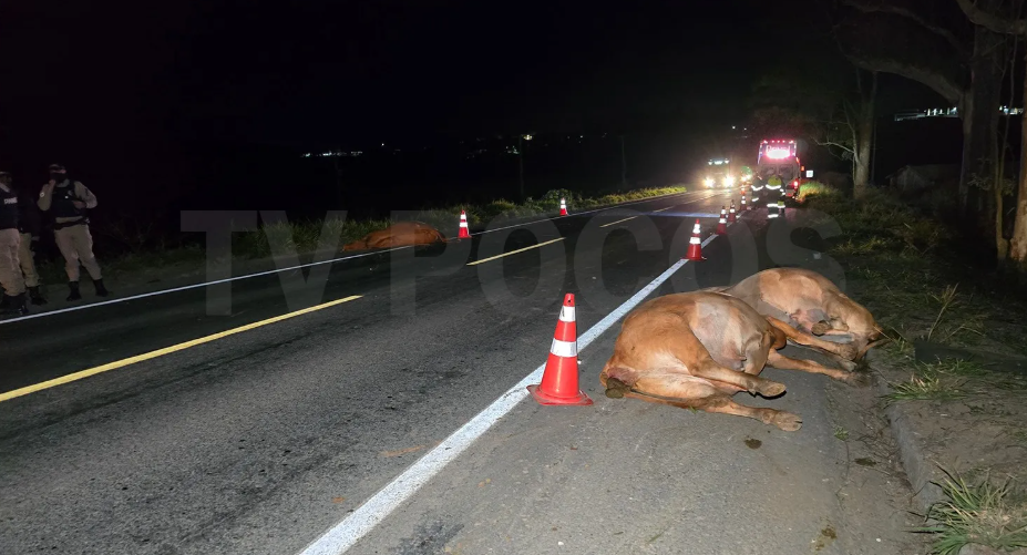 Quatro bovinos morrem e outros dois ficam feridos após serem atropelados por caminhão na Rodovia do Contorno, em Poços de Caldas