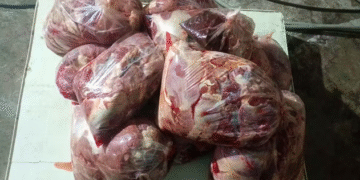 Polícia Civil prende dupla suspeita de abate clandestino de cavalos e apreende 165 kg de carne