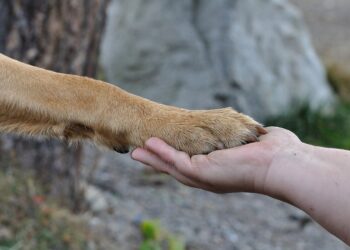 Feira de adoção de cães e gatos será realizada no Shopping Poços de Caldas