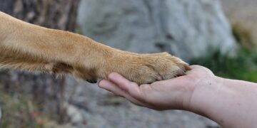 Feira de adoção de cães e gatos será realizada no Shopping Poços de Caldas
