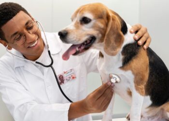 Inscrições para representantes do Conselho de Proteção Animal terminam em setembro