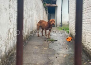 Cachorro morto e pit bull debilitado: homem é preso por maus tratos em Poços de Caldas
