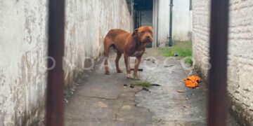 Cachorro morto e pit bull debilitado: homem é preso por maus tratos em Poços de Caldas