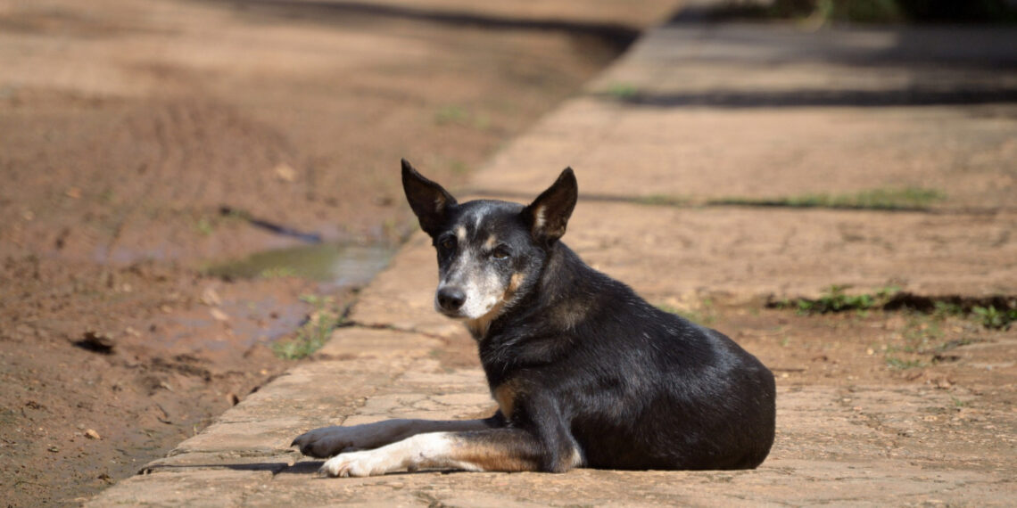Lei aprovada pela Câmara de Poços prevê multa para abandono de animais nas ruas