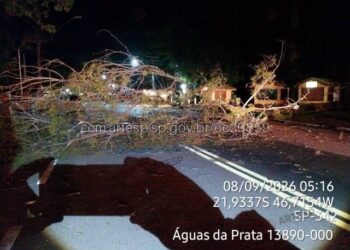 SP-342 é bloqueada após queda de árvore em Águas da Prata