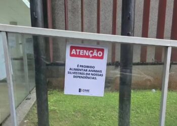 Com a presença de macacos, DME alerta sobre riscos de alimentar animais silvestres