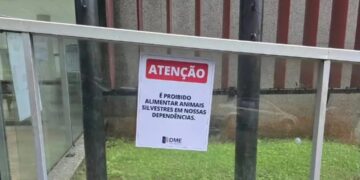 Com a presença de macacos, DME alerta sobre riscos de alimentar animais silvestres