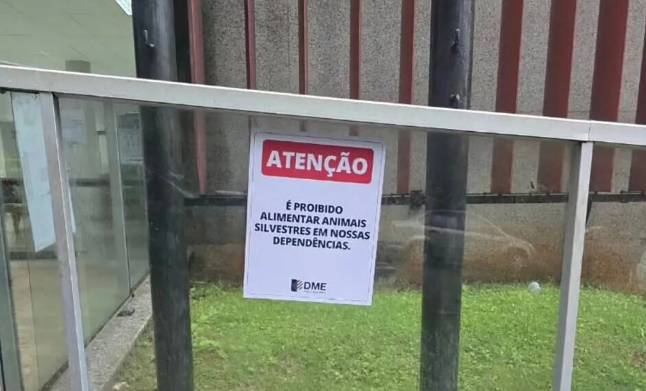 Com a presença de macacos, DME alerta sobre riscos de alimentar animais silvestres