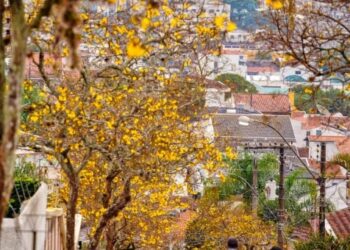 Moradores podem pedir plantio gratuito de árvores por meio do ‘Disk Árvore’ em Poços