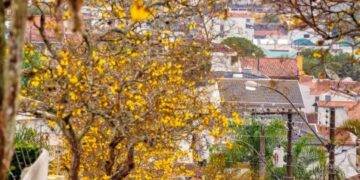 Moradores podem pedir plantio gratuito de árvores por meio do ‘Disk Árvore’ em Poços