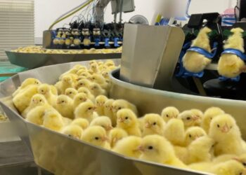Investigação denuncia trituração de pintinhos na indústria de ovos