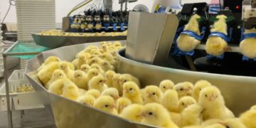 Investigação denuncia trituração de pintinhos na indústria de ovos