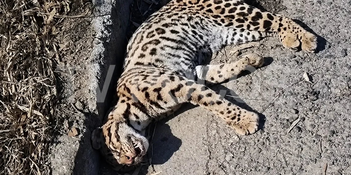 Jaguatirica é resgatada após atropelamento e encaminhada para Poços