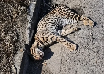 Jaguatirica é resgatada após atropelamento e encaminhada para Poços