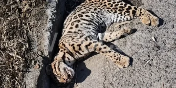 Jaguatirica é resgatada após atropelamento e encaminhada para Poços
