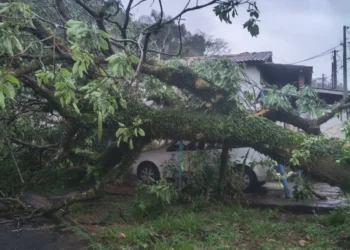 Chuva derruba árvores e provoca alagamentos em Águas da Prata