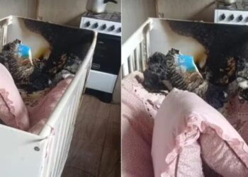 Crianças são encontradas sozinhas em casa que pegou fogo no Sul de Minas; mãe é presa
