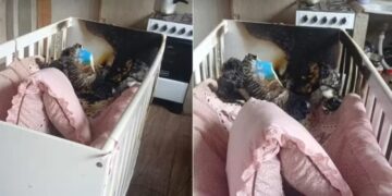 Crianças são encontradas sozinhas em casa que pegou fogo no Sul de Minas; mãe é presa