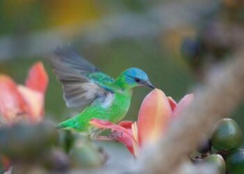 Jardim Botânico de Poços abre inscrições para concurso de fotografia